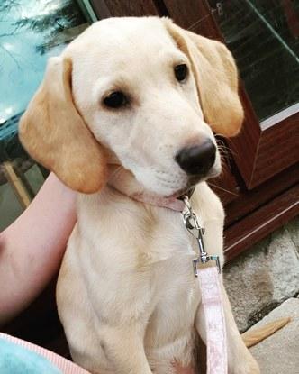 Gorgeous yellow lab pup called Belle