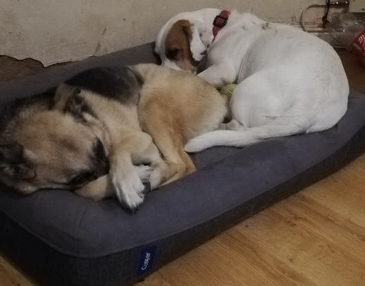 Miya and buddy nap time 