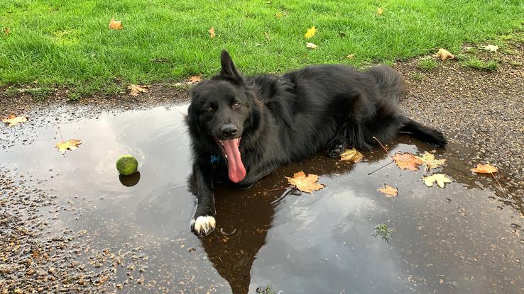 Max taking a refreshing rest in a puddle of water during a game of fetch.