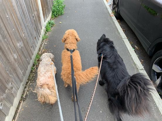 Ares, Ginger and Max during their walk on their way back home.