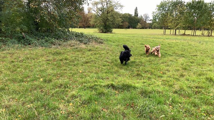 Max, Ares and Ginger playing a game of catch during their walk in Morden Hall Park.
