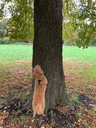 Ginger trying to catch a squirrel during his walk in Morden Hall Park.