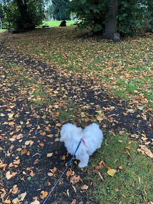 T having a lovely time during our walk in Morningside