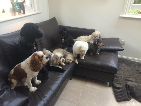 When I used to dog sit multiple dogs!  A dog friendly sofa.