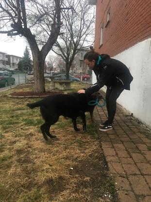 Alice and Rocco, pet sitting and dog walking in Montreal 