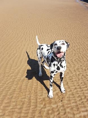 This is my boy! Mid walkies on the beach! He loves hiking along the grass too! 