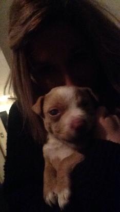 A late night snuggle and feed with a 6 week Pitbull pup
