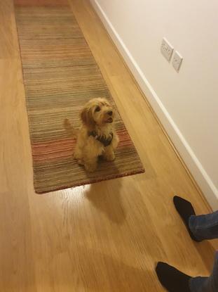 Dogsitting for a cockapoo puppy!