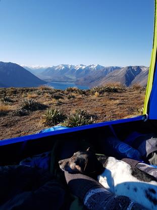 Dog sitting in New Zealand involved some camping!