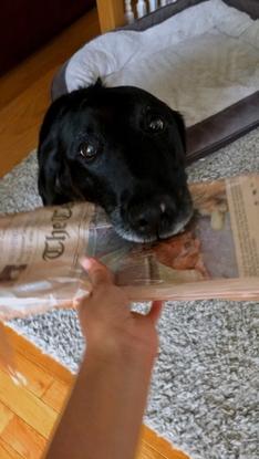 Our personal paperboy, Marley!!! 