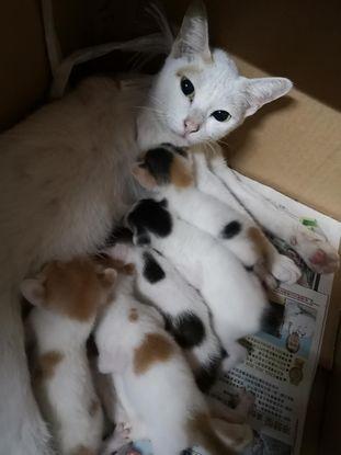 My grandma's cat gave birth to five kittens!!!