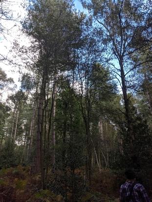 Forests by Baddersley Clinton, Warwickshire