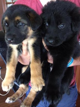 Two of the 10 puppies we had 😍