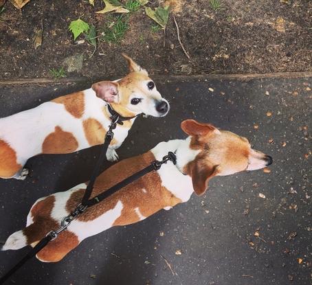 Roxy and Betty, professional pack walkers 