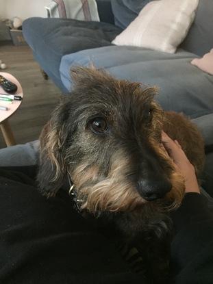 In-house sitting with Pogo the gorgeous wire-haired dachshund