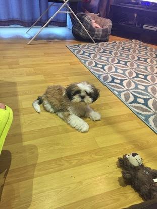 Doggy daycare with Perrie, a very sweet 3mnth shih tzu puppy