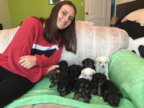 Taking care of new puppies and finding them a new family ! 