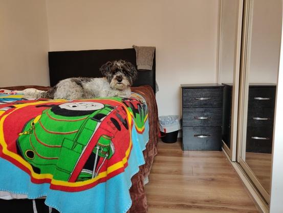 Alfie looking rather king-like on his cool blanket.