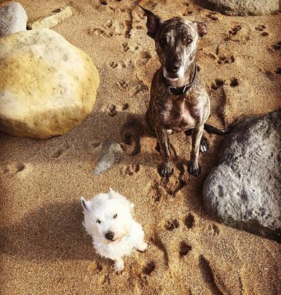 Milou & Albus Beachcombing 