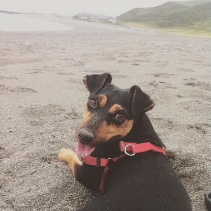 I don't dog walk because I have to, I do it because I want to. I love being around animals and the outdoors. Here is a picture of my regular dog, Ruby, whom I have walked for years on the beach.