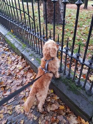 Beni standing off against a squirrel.