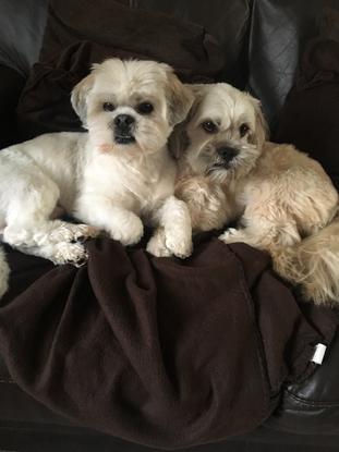 My dogs teddy and Olly!
