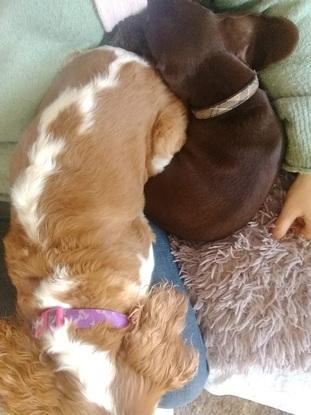 Indi & Rocky (boarder) cuddling up 💕