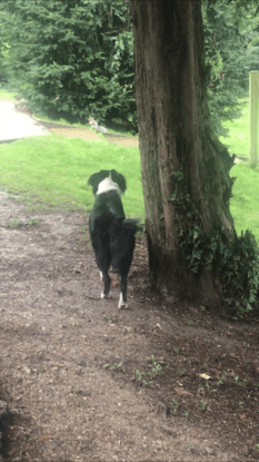 Maxi chasing a squirrel 