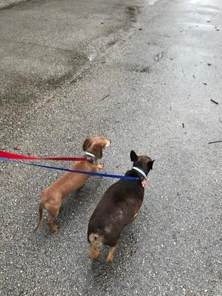 Taking these two pups for a walk!