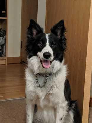 Donut the energetic and friendly border collie.