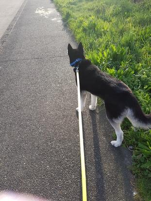 My latest fluffy pal, Bloo, on a walkie 