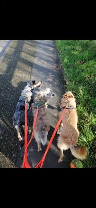 Walking with the 3 babies