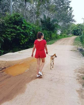 Dog walking in Thailand 