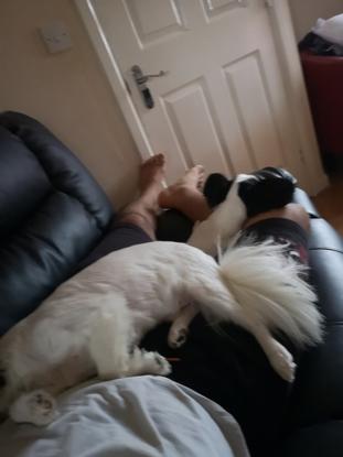 They always sleep on my hubby's lap