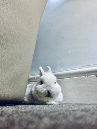 Jasper - My Rabbit 