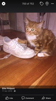 Kitten playing with my shoe