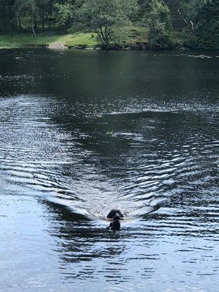 Swimming in a local lake