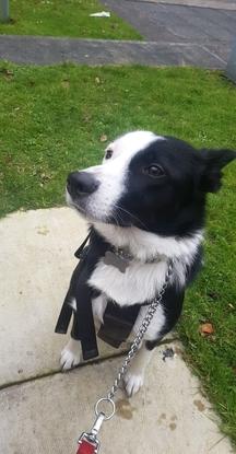 My mum's border collie on one of our walks.