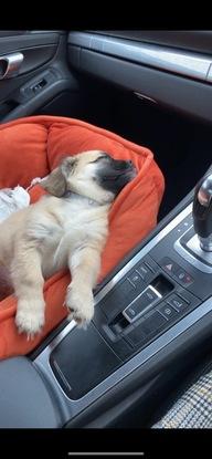 Herbert in my car! Asleep!