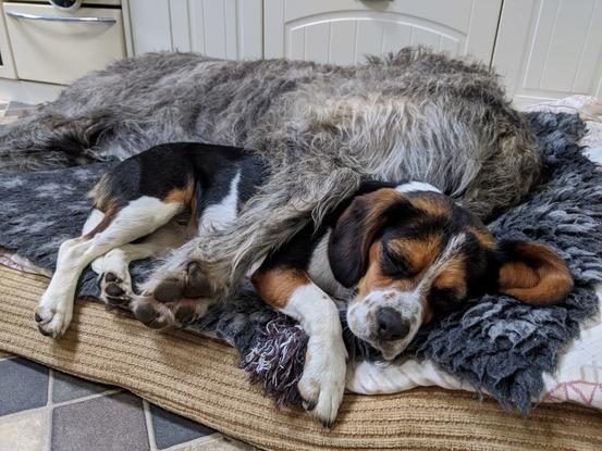 Ruby and Eric (the Irish Wolfhound)