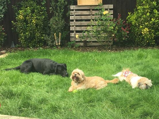 Relaxing in his garden with a couple of smaller friends!