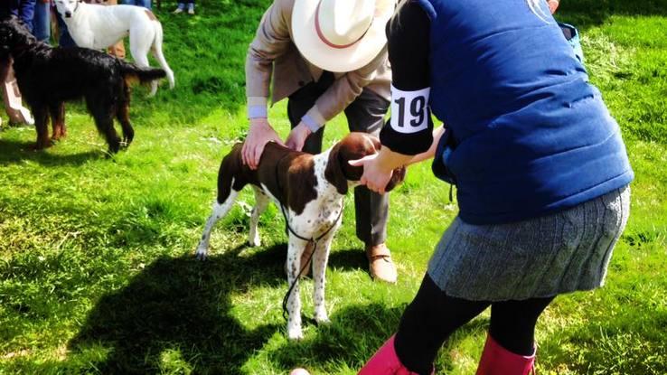 Storr, my english pointer at the Drymen show