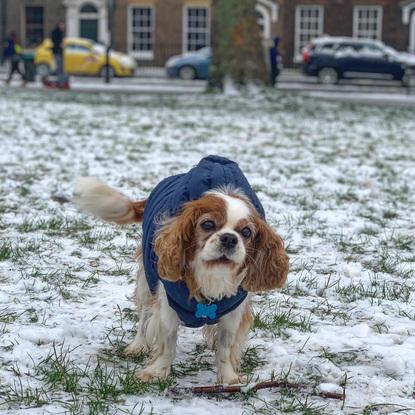 Our furry mate having fun in the snow in the park outside our flat