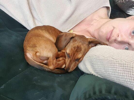 My brother's miniature daschund lived with me for a week!