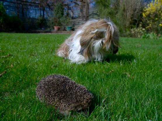 Dexter investigating a hedgehog in the garden