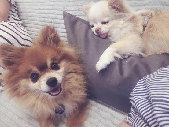 Ozzy and Benjy - Pomeranian and Chihuahua I owned