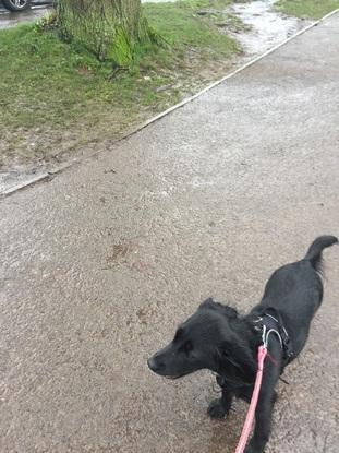 Cleo on a rainy walk on the downs