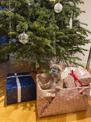 Dog sitting during Christmas season🎄
