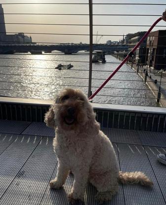 Taking one of my friend’s dogs on the Thames