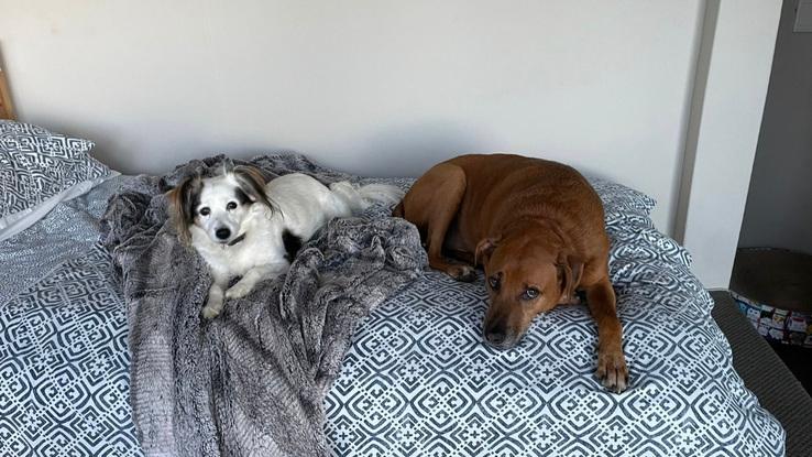 My two dogs in Cape Town